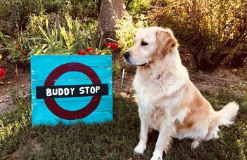 BUDDY STOP – Instant help from students to students